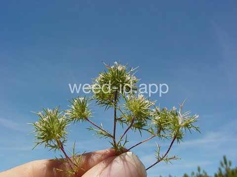 navarretia, needle-leaf